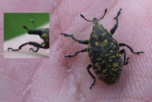 Réf. 183 192 : Larinus turbinatus
